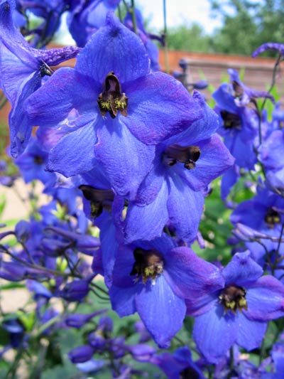 Flowers 06 - Maria Borisova
