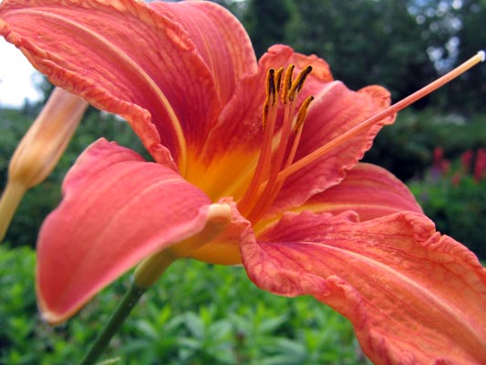 Flowers 07 - Maria Borisova